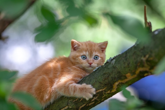 Gatinho vermelho se esgueirando na árvore no jardim