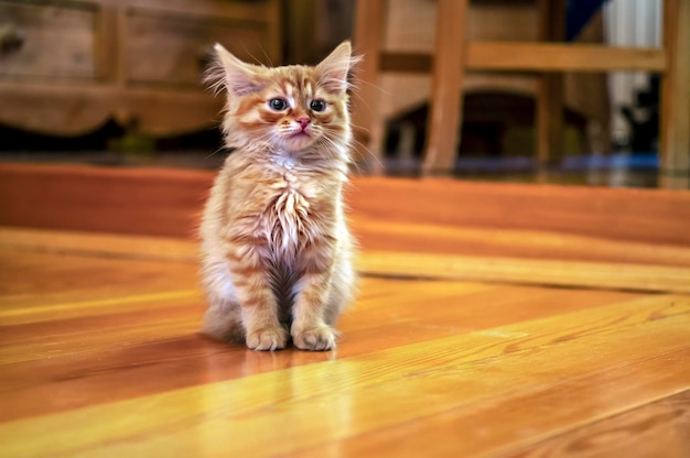 Gatinho vermelho senta-se no quarto no chão de madeira