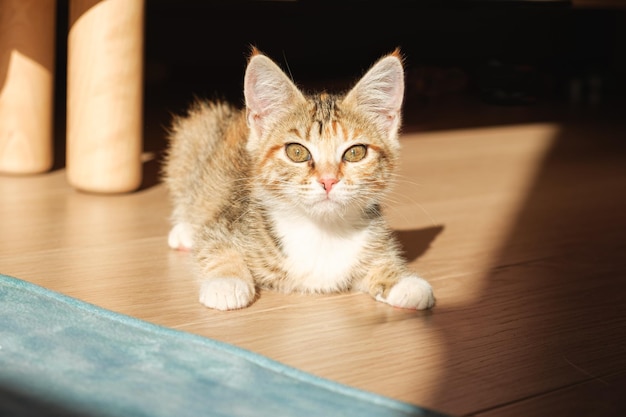 Gatinho vira-lata está no chão do apartamento