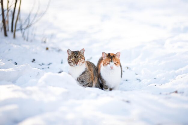 Gatinhos bonitos sentados na neve fresca ao ar livre no jardim de inverno durante a queda de neve