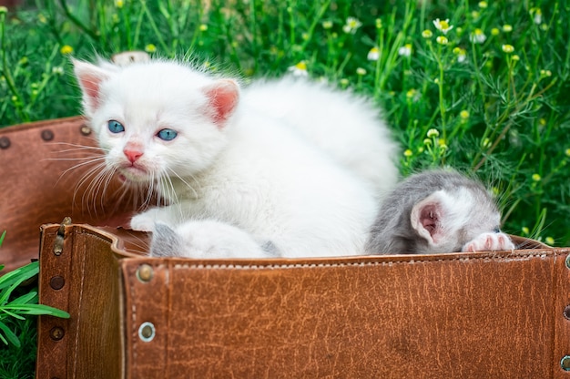 Gatinhos brincando na mala velha