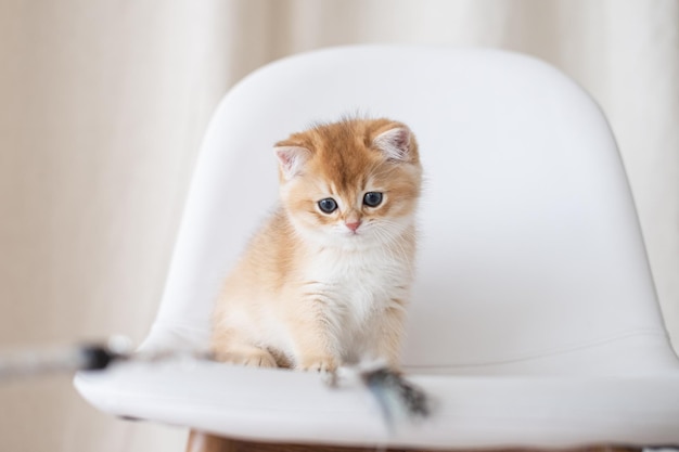 Gatinhos britânicos de pêlo comprido