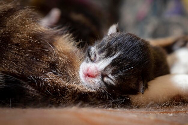 Gatinhos cegos dormem em cima de um gato......