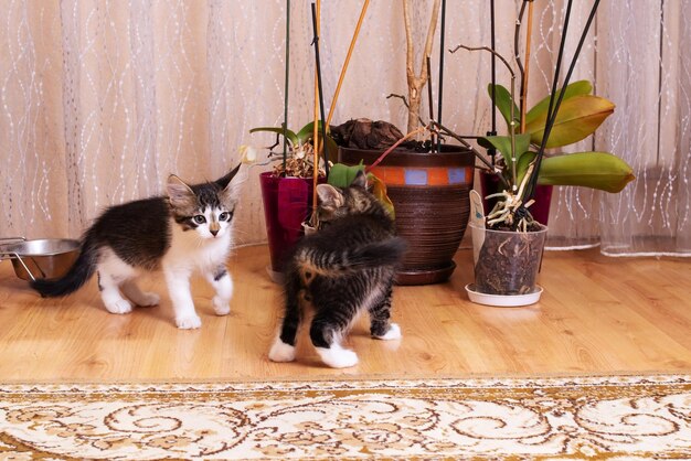 Gatinhos cinzentos brincam com uma flor em vaso