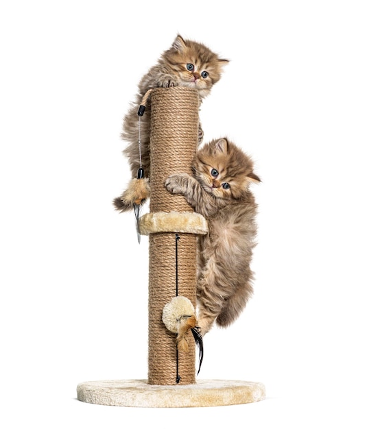 Gatinhos com pelo comprido britânico brincando com uma árvore de gato