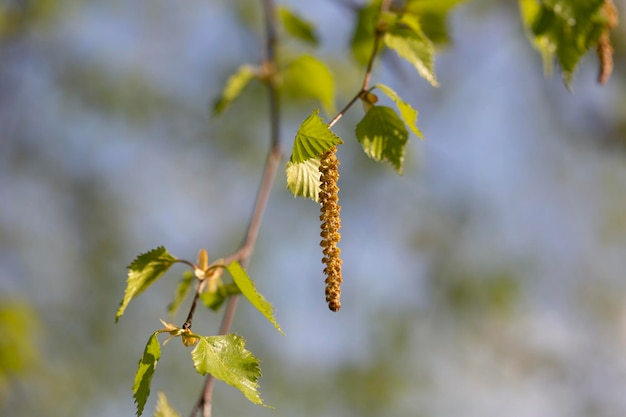 Gatinhos de bétula em parque de primavera closeup alergias ao pólen de plantas com flores de primavera conceito