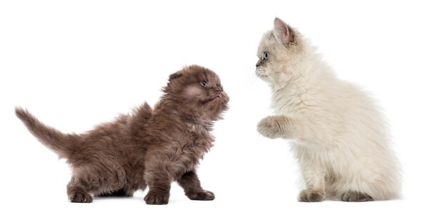 Gatinhos de cabelos compridos britânicos olhando um ao outro