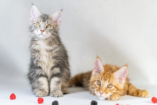 Gatinhos de maine coon, gatos bonitos vermelhos e pretos. maior e bela raça de gatos. branco