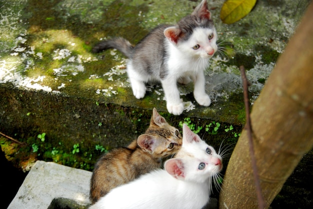 Foto gatinhos domésticos jogar no quintal