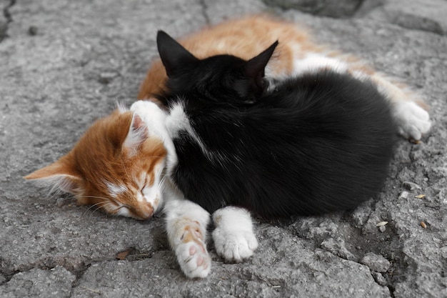 Gatinhos dormindo ao ar livre no quintal