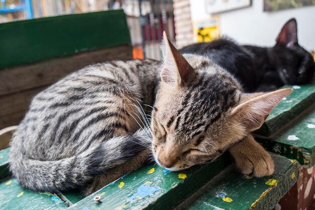 Gatinhos dormindo docemente