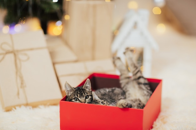 Gatinhos engraçados escondidos em uma caixa vermelha.