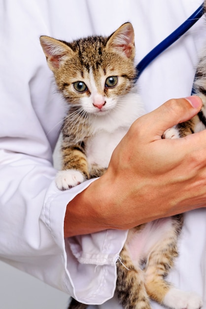 Gatinhos engraçados nas mãos de um veterinário. Um veterinário mantém gatinhos. Os gatinhos estão sendo examinados em uma clínica veterinária. Retrato de um gatinho animal.