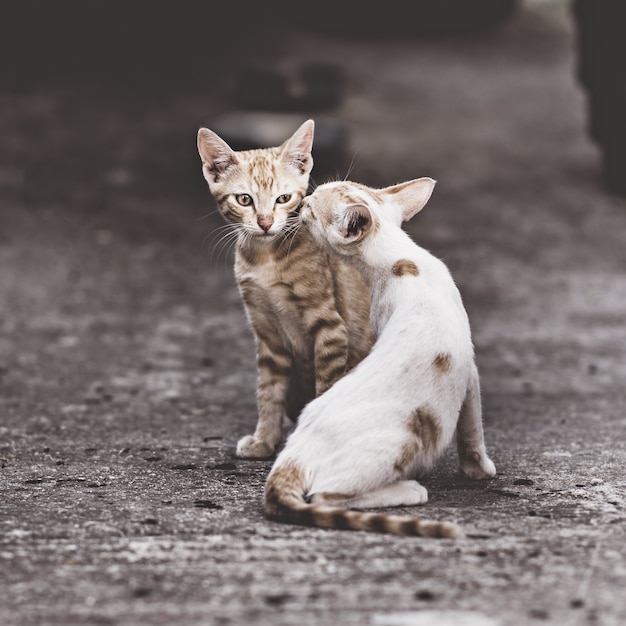 Gatinhos fofinhos vadios na rua