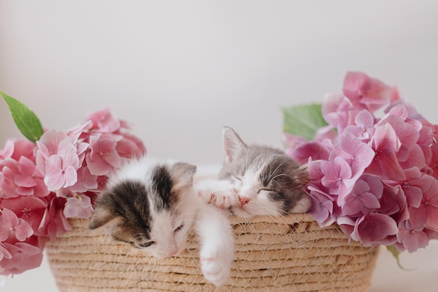 Gatinhos fofos dormindo na cesta com lindas flores rosa Feliz Páscoa