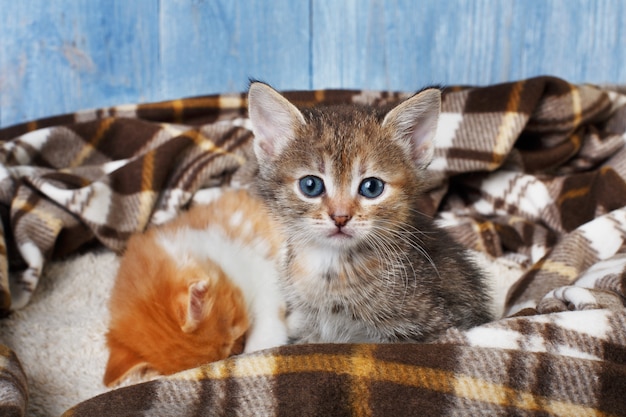 Gatinhos pequenos cinza e gengibre no cobertor