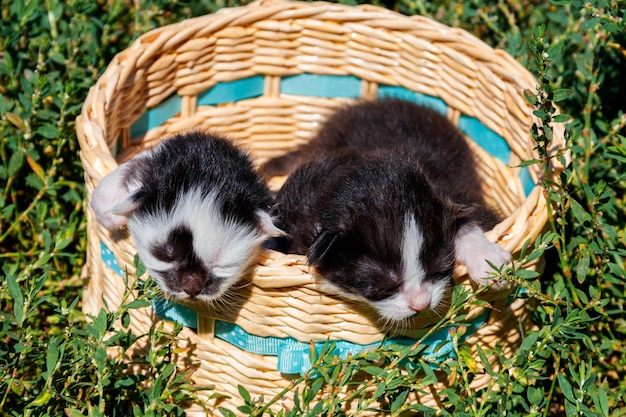 Gatinhos pequenos em uma cesta na grama verde