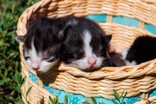 Gatinhos pequenos em uma cesta na grama verde