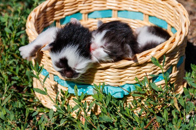 Gatinhos pequenos em uma cesta na grama verde