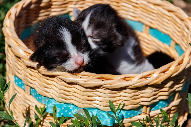 Gatinhos pequenos em uma cesta na grama verde