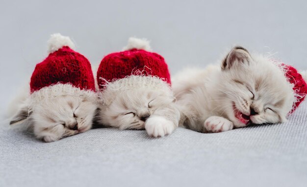 Gatinhos Ragdoll com chapéu de Papai Noel