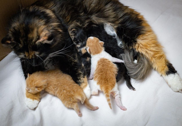 Foto gatinhos recém-nascidos de gata lactante em uma caixa