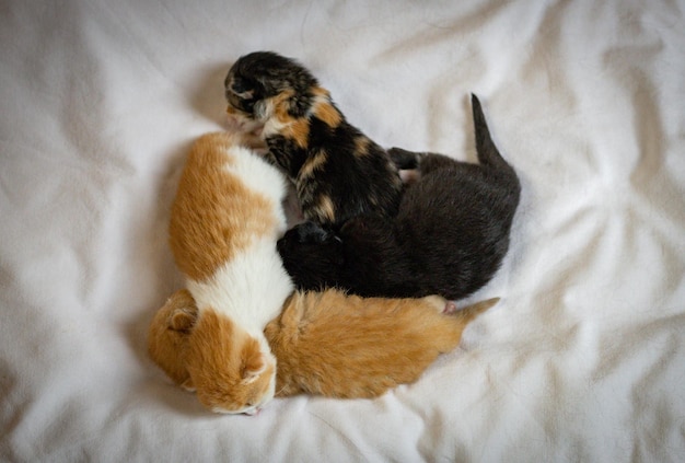 Gatinhos recém-nascidos dormindo na cama