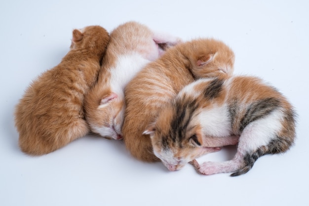 Gatinhos recém-nascidos estão dormindo no fundo branco