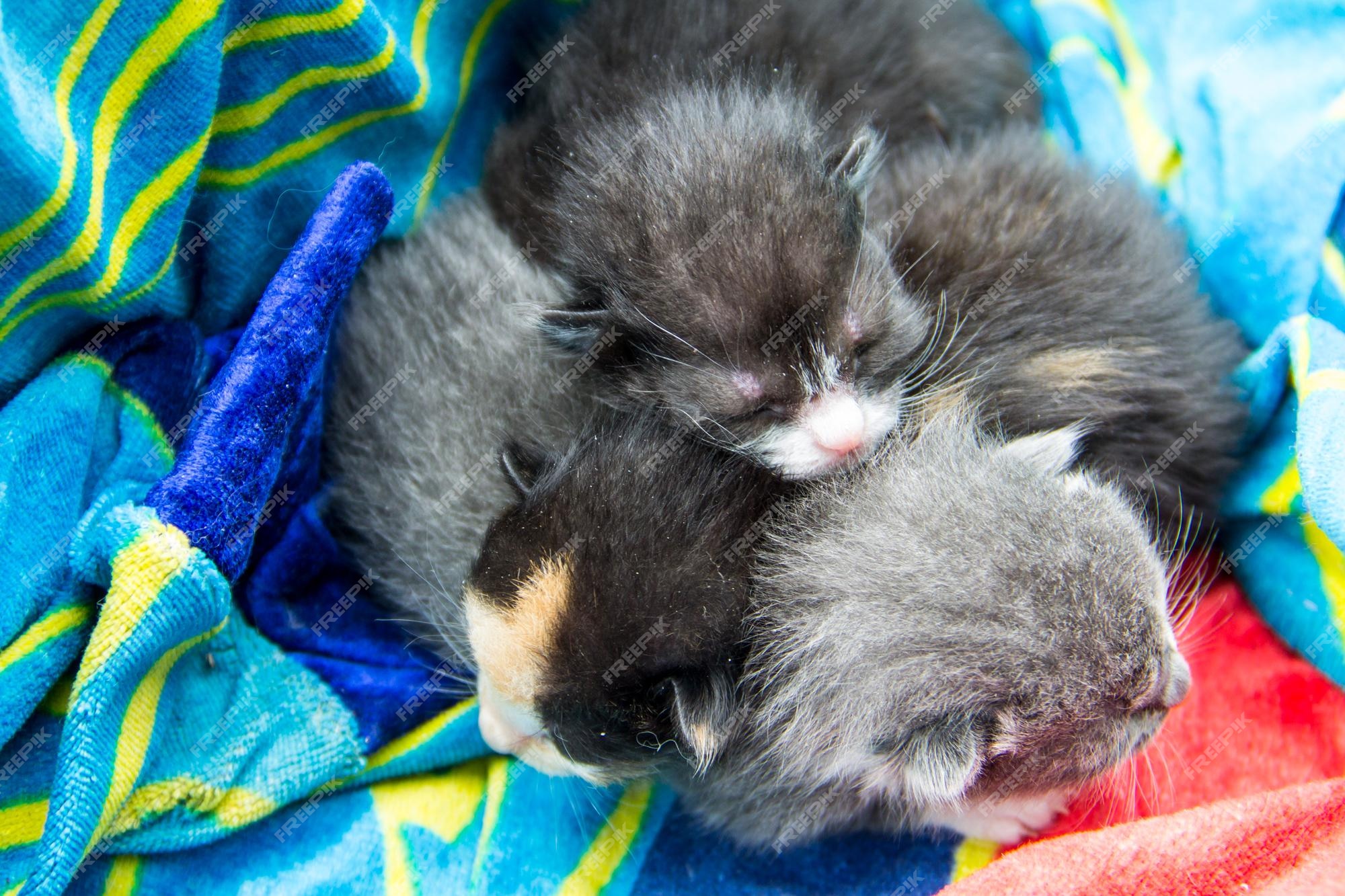Gatinhos Nascendo