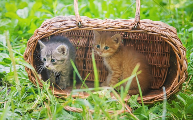 Gatinhos são cinza e vermelho