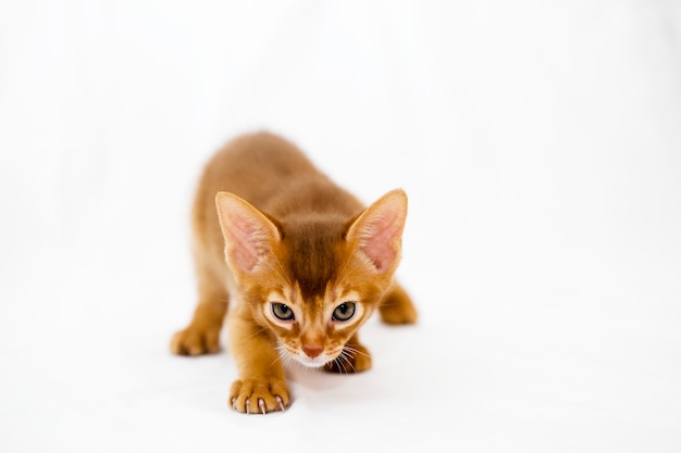 Gatito abisinio que se escabulle hacia el objetivo durante la caza