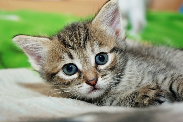 Gatito acostado en la cama y mirando a la cámara