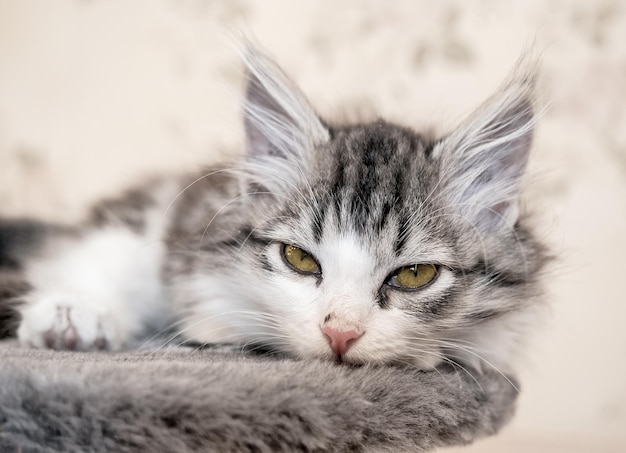 Gatito acostado en la cama y mirando a la cámara