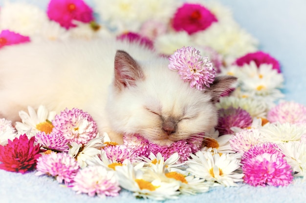 Gatito acostado entre las flores