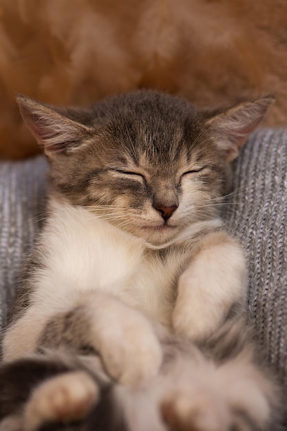 Gatito acostado en una manta esponjosa Sueño perfecto y relajación