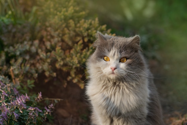 Gatito al aire libre con flores