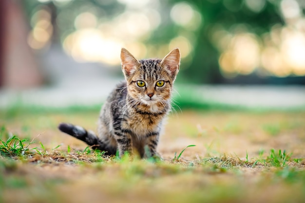 Gatito al aire libre