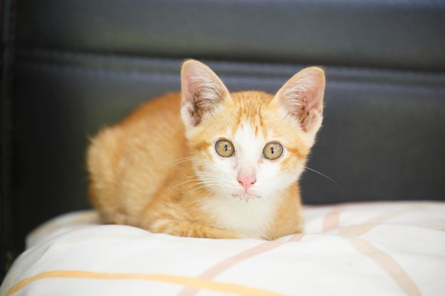 Gatito amarillo sobre una almohada suave.