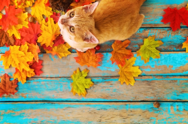 Foto el gatito anaranjado mira para arriba y se sienta en las hojas de arce en otoño