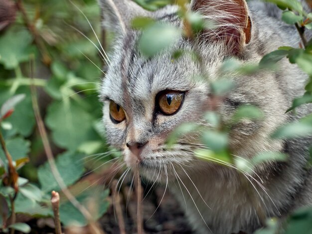 Gatito en los arbustos.