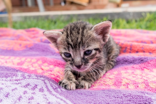 Gatito atigrado adorable y somnoliento