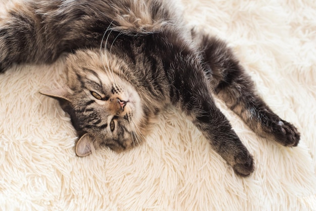 Gatito atigrado feliz durmiendo en la cubierta de piel