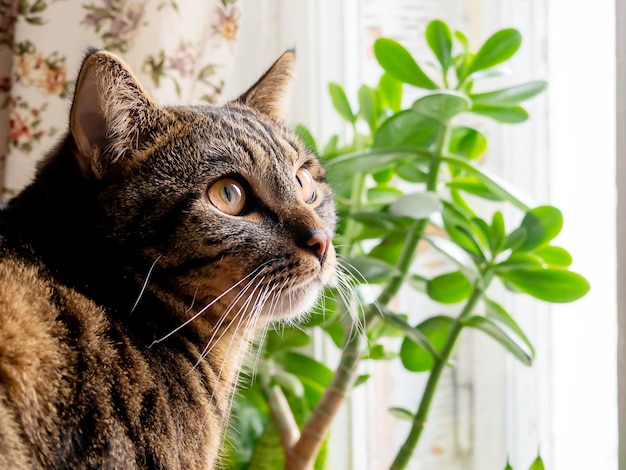 Gatito atigrado gris solitario apoyado contra la ventana de cristal en la casa mientras mira