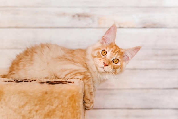 Gatito atigrado Maine Coon rojo