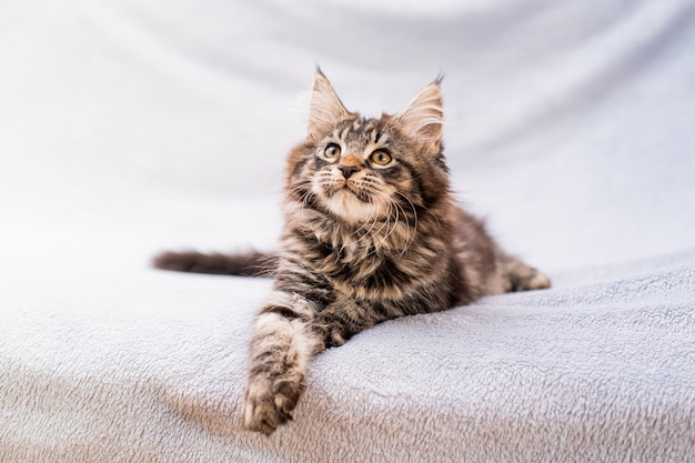 Gatito atigrado de Maine Coon yace sobre una manta suave y esponjosa