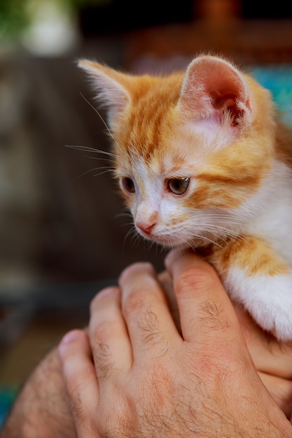 Gatito atigrado en manos de un hombre