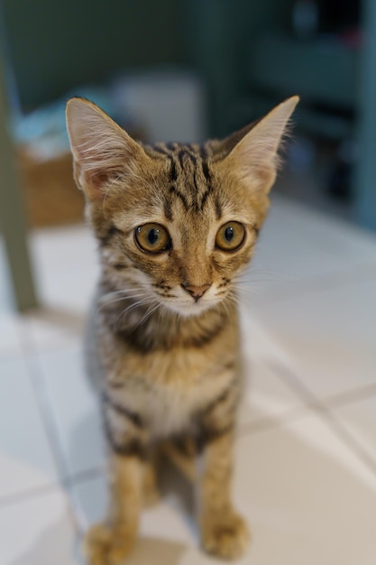 Gatito atigrado marrón pequeños animales lindos en casa