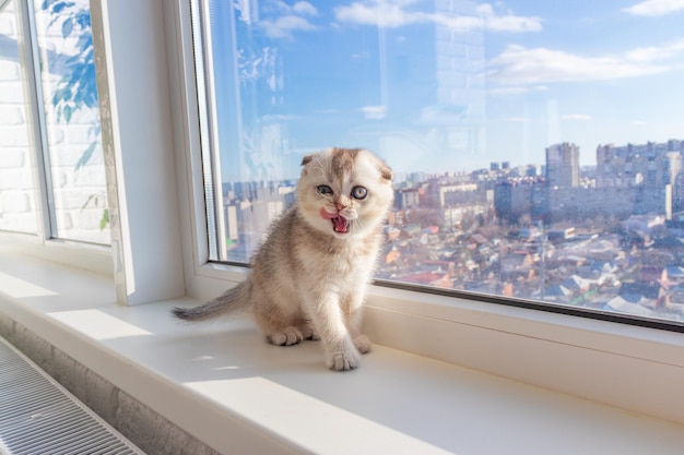 Gatito bebé está sentado en la ventana