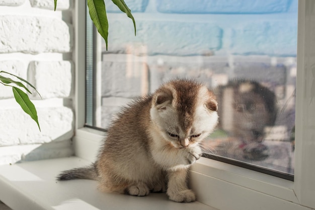 Gatito bebé está sentado en la ventana