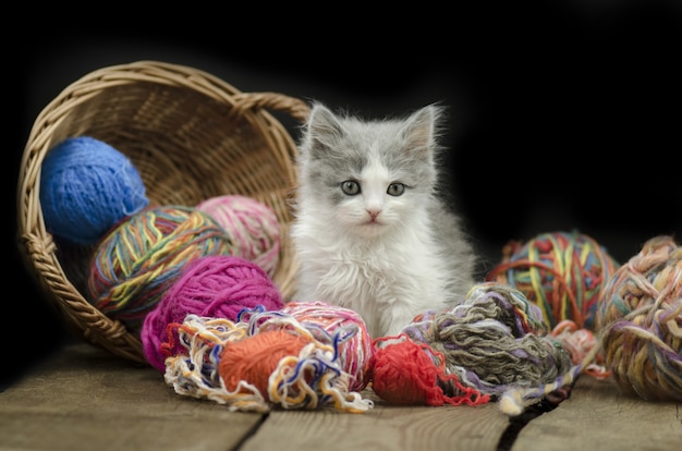 Gatito bebé jugando con hilo de bolas.